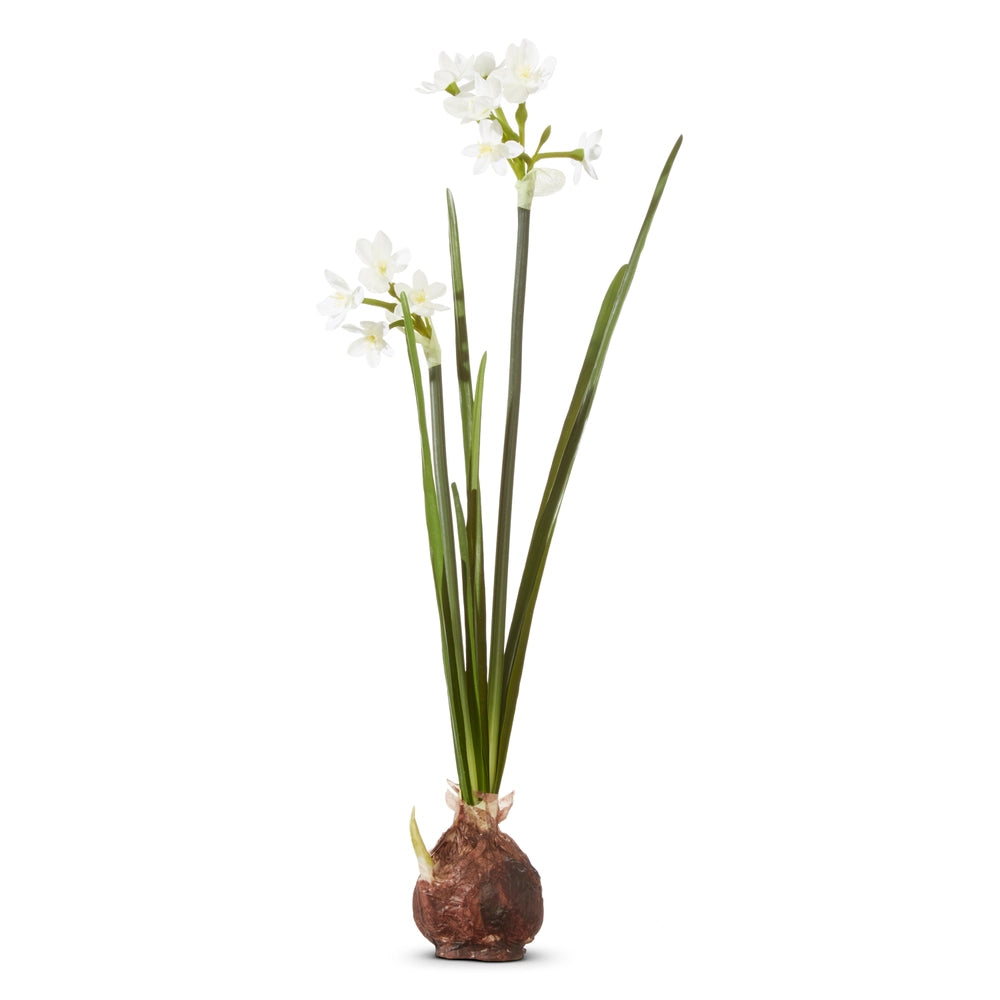 18" Paperwhite Flower Bulb